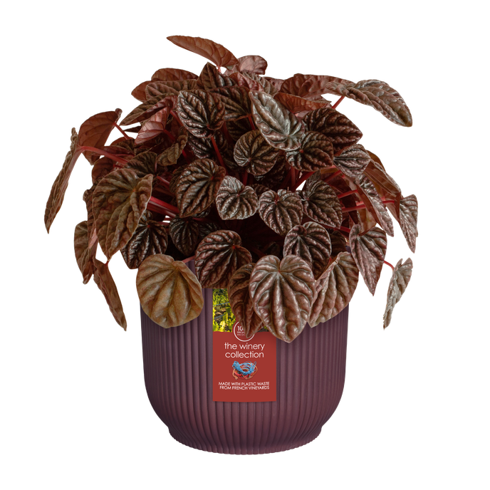 the winery collection 14cm bordeaux rood